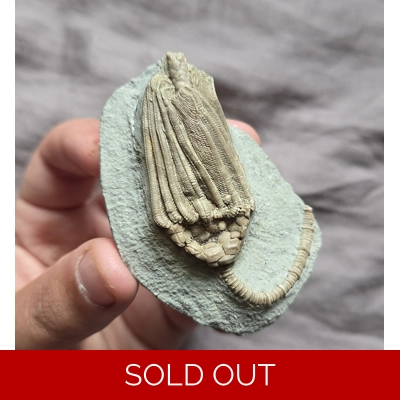 Rare Quality Crinoid Fossil From The Mississippian Of Crawfordsville Indiana Rare Quality Crinoid Fossil From The Mississippian Of Crawfordsville Indiana